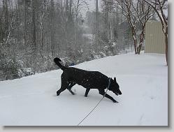 Angel enjoying the snow