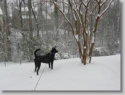 Angel surveying he sledders