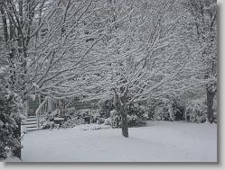 Beautiful trees
