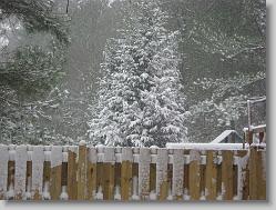 Christmas tree?