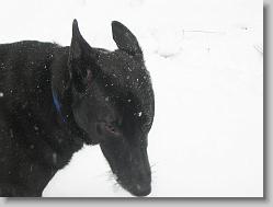 Angel and her snow whiskers
