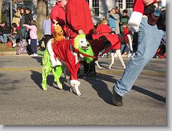 Greyhound rescue dogs.