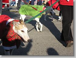 Greyhound rescue dogs.