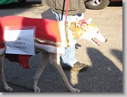 Greyhound rescue dogs.