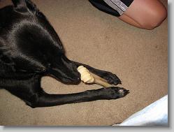 A new bone for Angel!