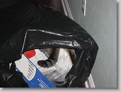 Cat in the bag!