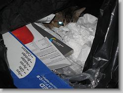 Evil cat