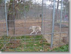 Saint Francis Wolf Sanctuary 