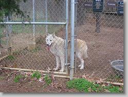 Saint Francis Wolf Sanctuary 