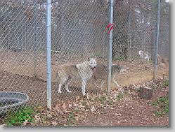 Saint Francis Wolf Sanctuary 