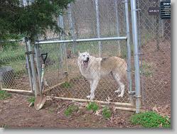 Saint Francis Wolf Sanctuary 