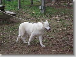 Saint Francis Wolf Sanctuary 
