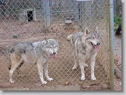 Saint Francis Wolf Sanctuary 