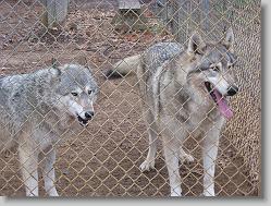 Saint Francis Wolf Sanctuary 