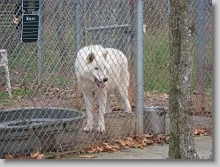 Saint Francis Wolf Sanctuary 