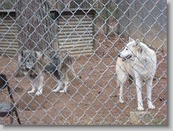 Saint Francis Wolf Sanctuary 