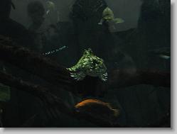 Aquarium at Moody Gardens