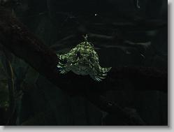 Aquarium at Moody Gardens