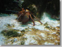 Aquarium at Moody Gardens