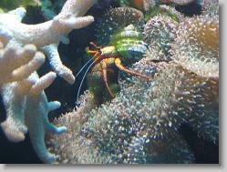 Aquarium at Moody Gardens