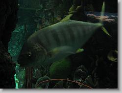 Aquarium at Moody Gardens