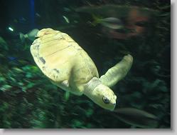 Aquarium at Moody Gardens