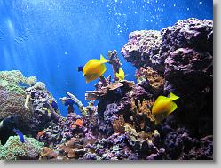 Aquarium at Moody Gardens