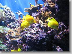 Aquarium at Moody Gardens