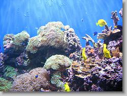 Aquarium at Moody Gardens