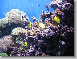 Aquarium at Moody Gardens