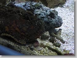 Aquarium at Moody Gardens