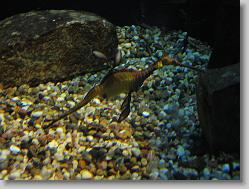 Aquarium at Moody Gardens