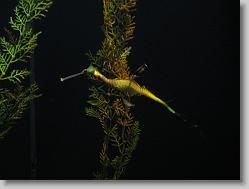 Aquarium at Moody Gardens