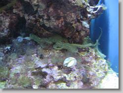 Aquarium at Moody Gardens