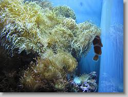 Aquarium at Moody Gardens