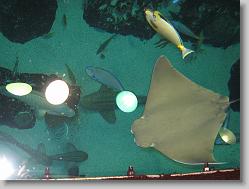 Aquarium at Moody Gardens