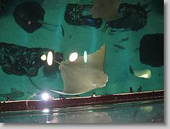 Aquarium at Moody Gardens