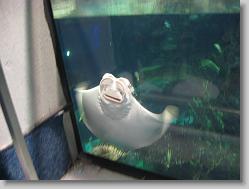 Aquarium at Moody Gardens