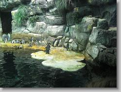 Aquarium at Moody Gardens