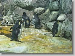 Aquarium at Moody Gardens