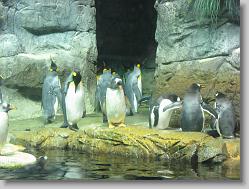 Aquarium at Moody Gardens