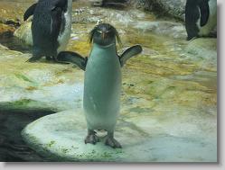 Aquarium at Moody Gardens