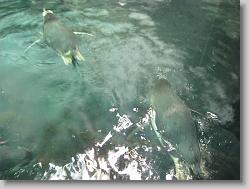 Aquarium at Moody Gardens