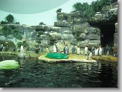 Aquarium at Moody Gardens