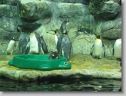 Aquarium at Moody Gardens