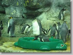 Aquarium at Moody Gardens