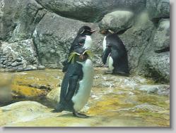 Aquarium at Moody Gardens