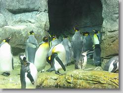 Aquarium at Moody Gardens