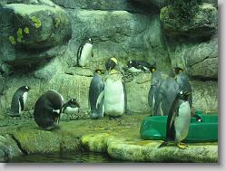 Aquarium at Moody Gardens