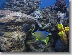 Aquarium at Moody Gardens